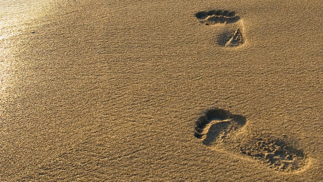 Footprints sand water bird flying free wallpaper for desktop - medium preview image