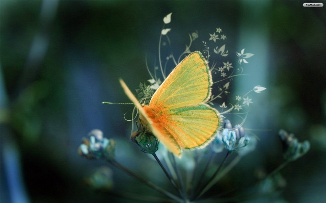Yellow butterfly flower blue field free wallpaper for desktop - medium preview image