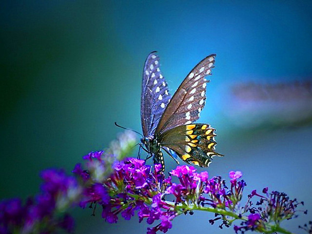 Butterfly purple flower blue background free wallpaper for desktop - medium preview image
