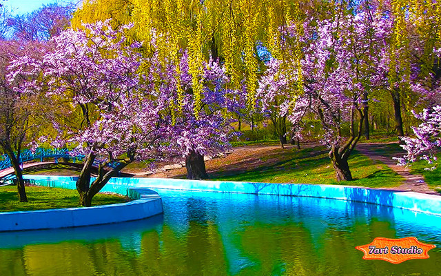 Pond trees bench blue wall free wallpaper for desktop - medium preview image