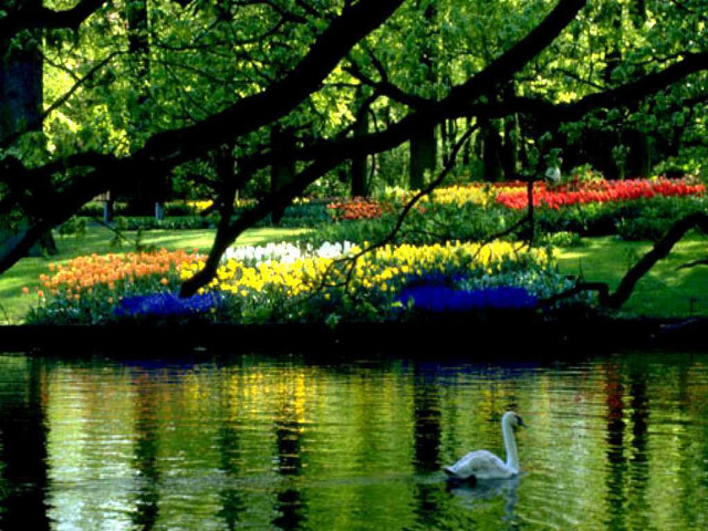 Swan swimming pond flowers trees #3 free wallpaper for desktop - medium preview image