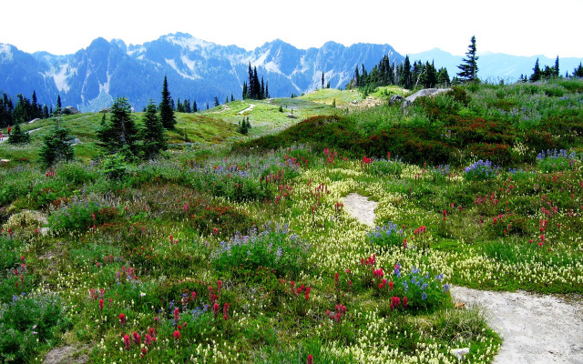 Grassy hill trail forest flowers free wallpaper for desktop - medium preview image