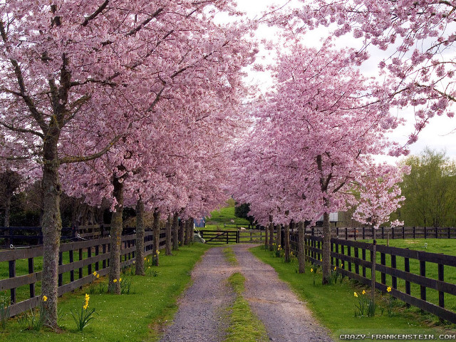 Dirt road fence trees pink #3 free wallpaper for desktop - medium preview image
