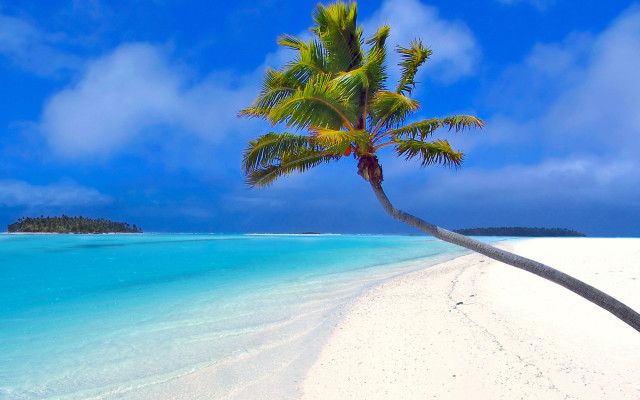Palm tree beach blue sky #32 free wallpaper for desktop - medium preview image