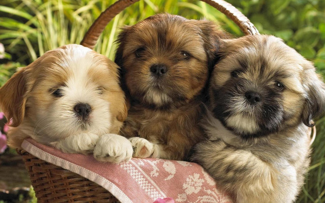Three puppies basket sitting outside free wallpaper for desktop - medium preview image