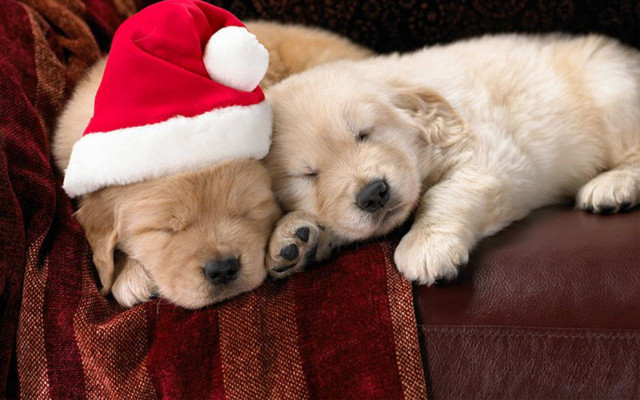 Puppies sleeping couch santa hat free wallpaper for desktop - medium preview image
