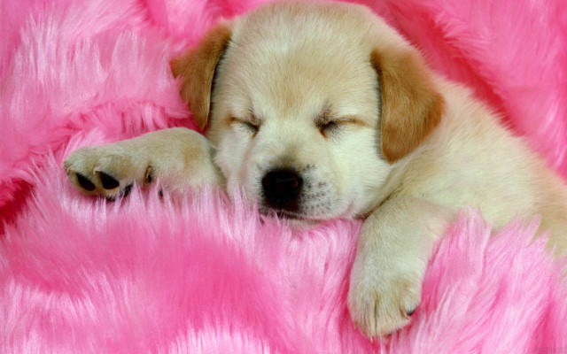 Puppy sleeping pink blanket furry free wallpaper for desktop - medium preview image