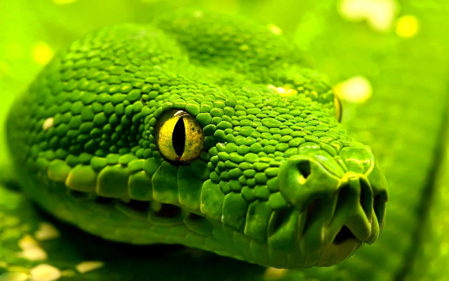 Green snake yellow eye macro free wallpaper for desktop - medium preview image
