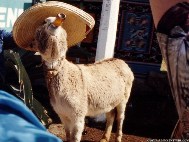 Llama sombrero market place people free wallpaper for desktop - medium preview image