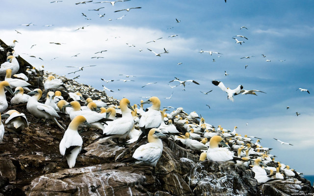 Flock birds rocky cliff ocean #2 free wallpaper for desktop - medium preview image