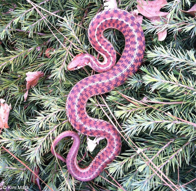Snake curled tree branch woods free wallpaper for tablet - medium preview image