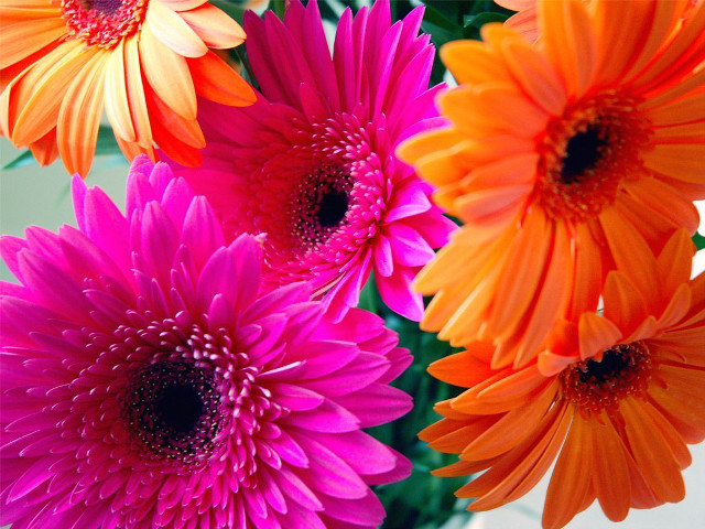 Vase filled colorful flowers table free wallpaper for desktop - medium preview image