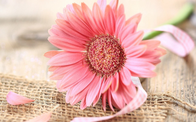 Pink flower burlap free wallpaper for desktop - medium preview image