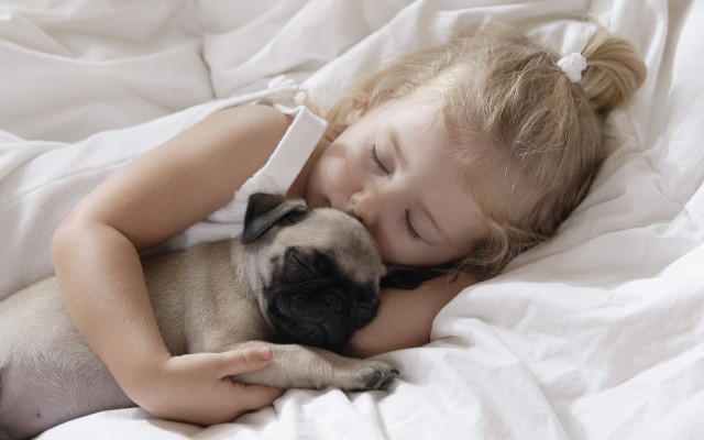 Little girl cuddling pug bed free wallpaper for desktop - medium preview image