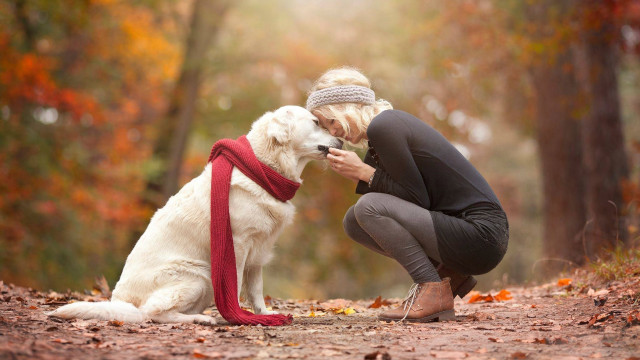 Woman kneeling white dog forest free wallpaper for desktop - medium preview image