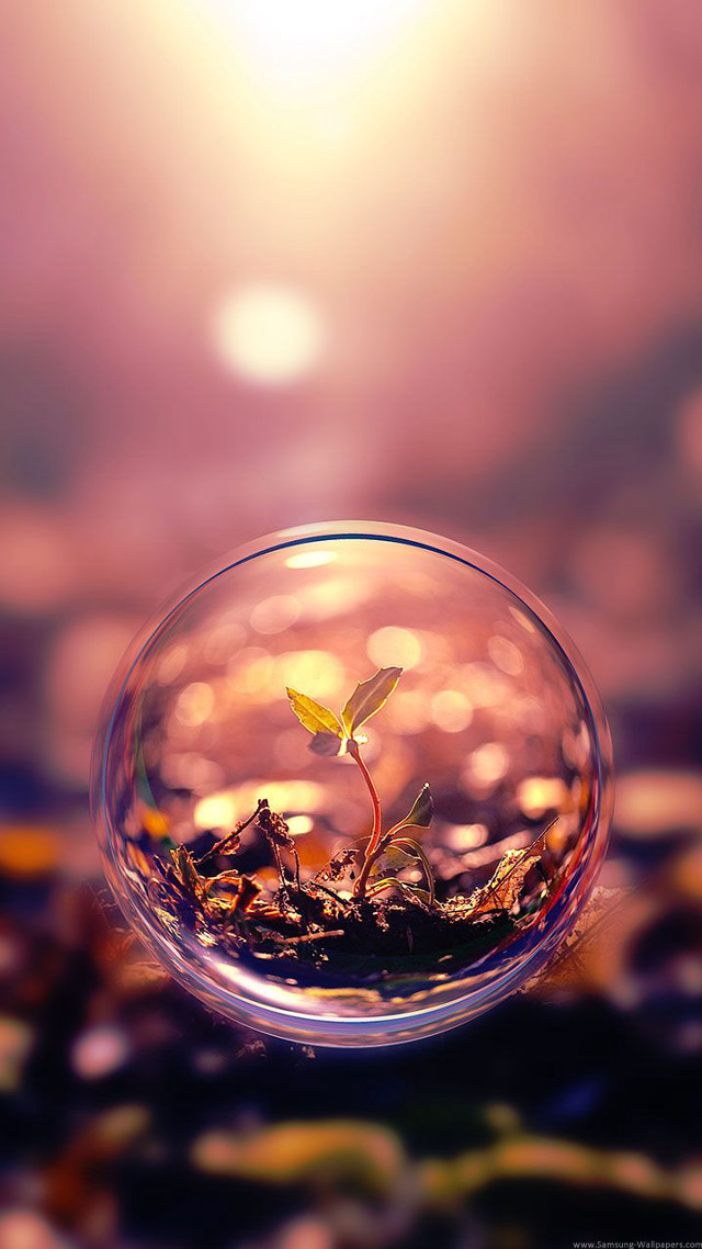 Small plant glass bowl water #2 free wallpaper for mobile - medium preview image