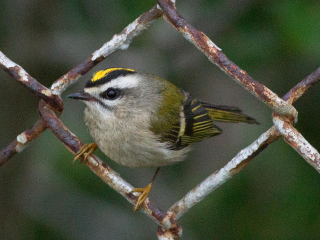 Small bird metal fence macro free wallpaper for desktop - medium preview image