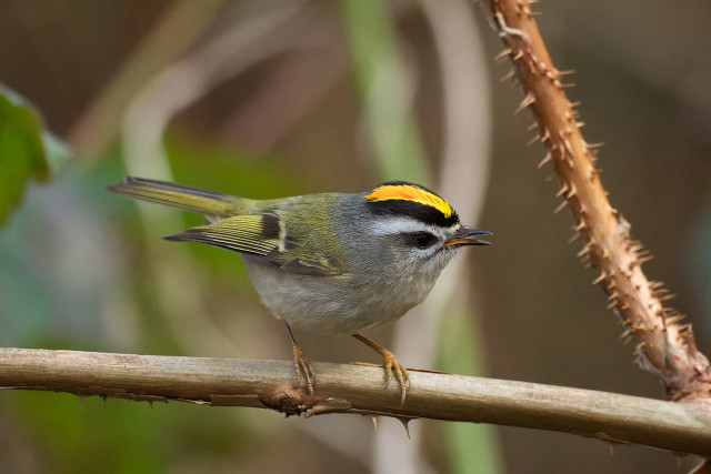 Small bird perched branch yellow free wallpaper for desktop - medium preview image