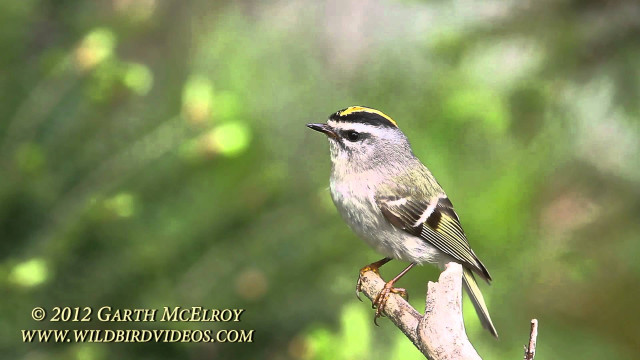 Small bird branch forest illustration free wallpaper for desktop - medium preview image