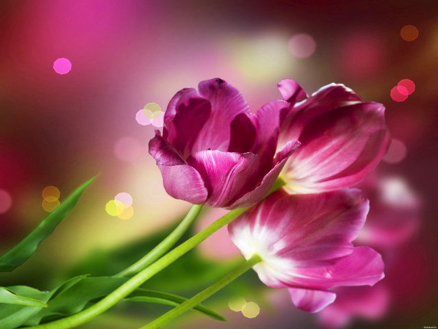 Pink flower closeup blurry background free wallpaper for desktop - medium preview image