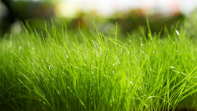 Close up green grass water #4 free wallpaper for desktop - medium preview image
