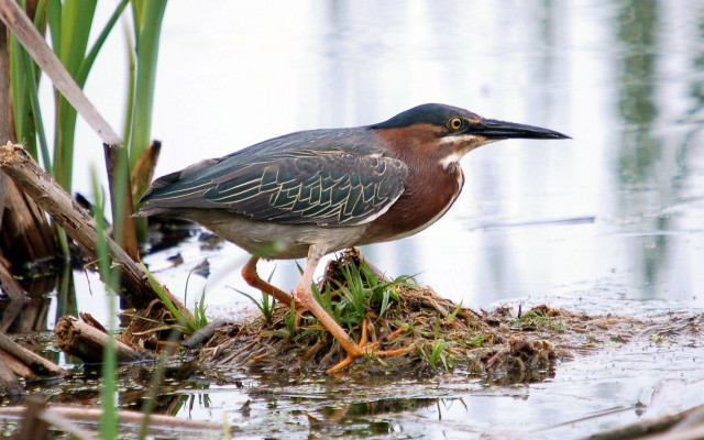 Bird swamp grass water reeds free wallpaper for desktop - medium preview image