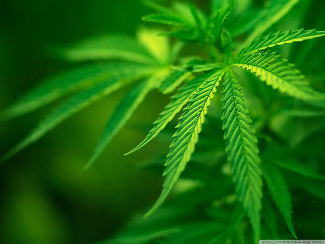 Green leaf blurry background microscopic free wallpaper for desktop - medium preview image