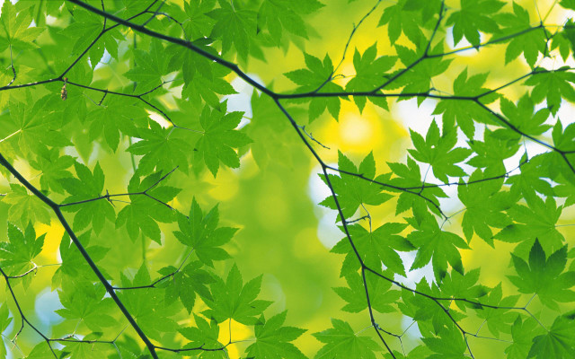 Green leafy tree yellow background #2 free wallpaper for desktop - medium preview image