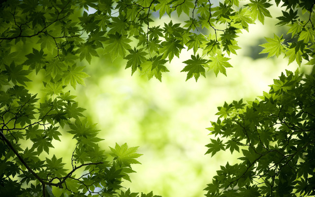 Green leafy tree blurry background #3 free wallpaper for desktop - medium preview image