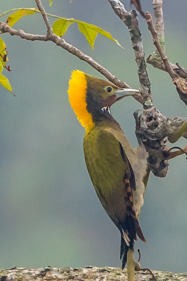 Yellow bird branch background tree free wallpaper for mobile - medium preview image