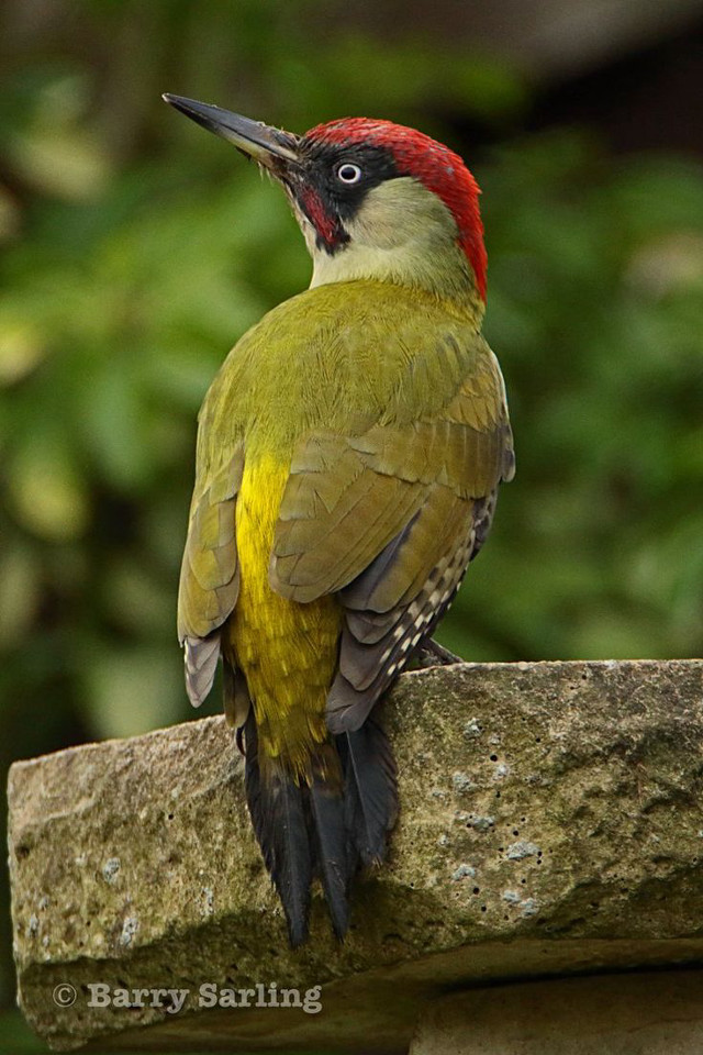 Red head bird branch tree #2 free wallpaper for mobile - medium preview image