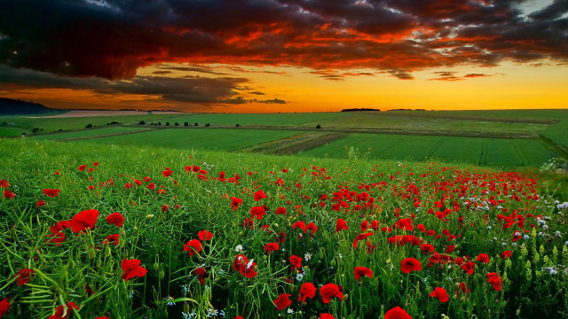 Red flowers cloudy sky sunset #3 free wallpaper for desktop - medium preview image