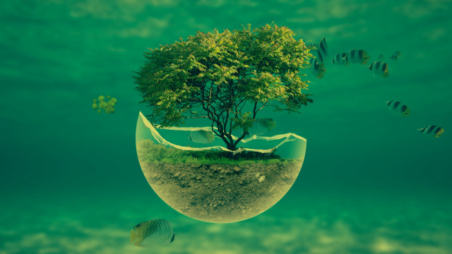 Tree bowl floating water fish free wallpaper for desktop - medium preview image