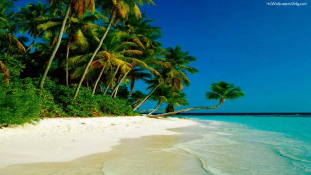 Beach palm trees white sand free wallpaper for desktop - medium preview image