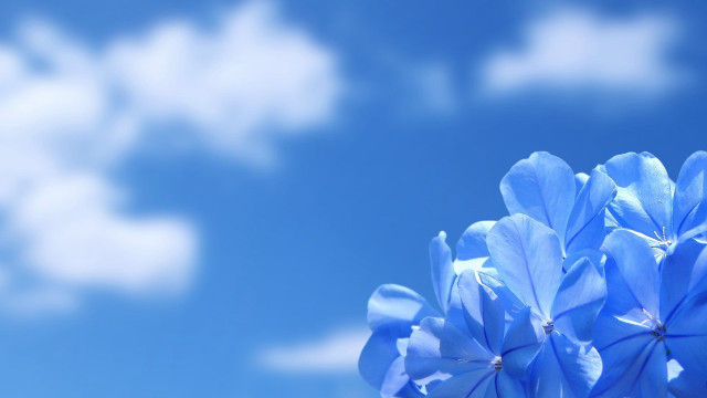 Blue flower blue sky clouds free wallpaper for desktop - medium preview image