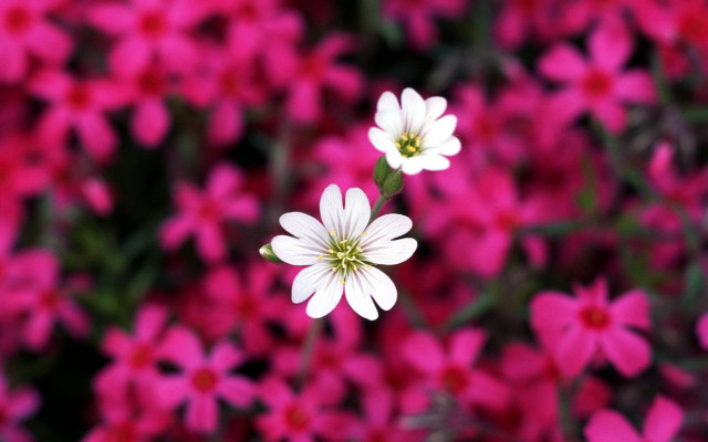 White flowers pink bokeh macro free wallpaper for desktop - medium preview image