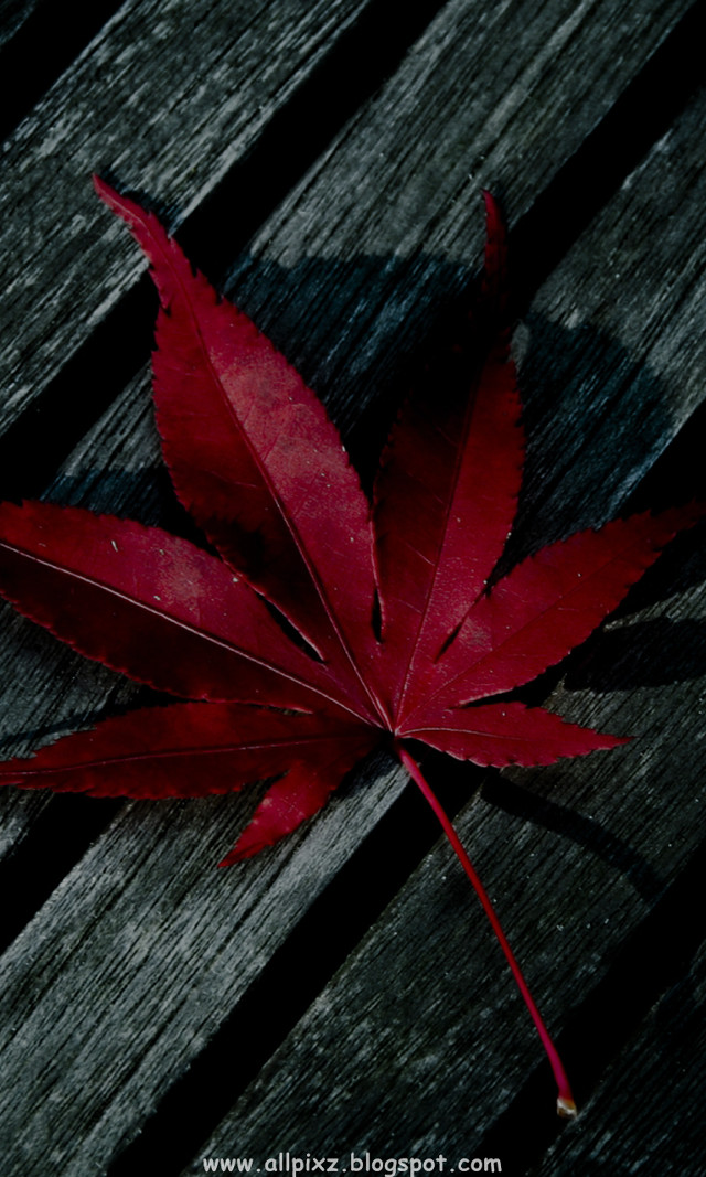Red leaf wooden bench macro free wallpaper for mobile - medium preview image