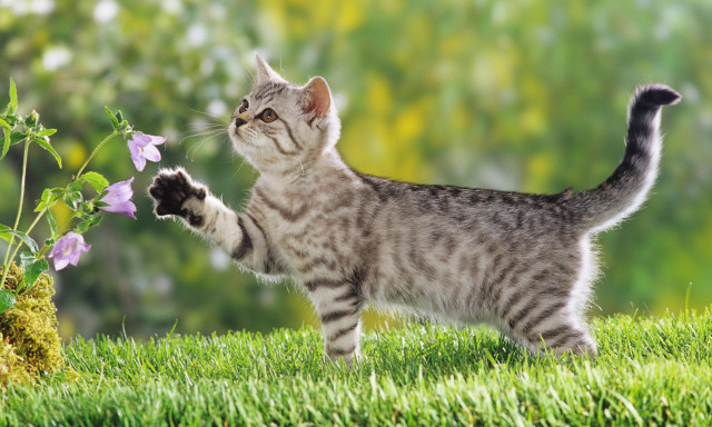 Cat standing hind legs grass #2 free wallpaper for desktop - medium preview image