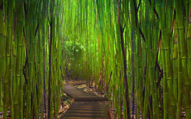 Bamboo forest path trees plants free wallpaper for desktop - medium preview image