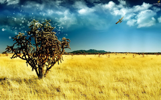 Bird flying dry grass field #2 free wallpaper for desktop - medium preview image