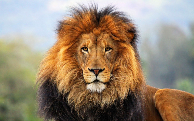Lion long mane black mane free wallpaper for desktop - medium preview image