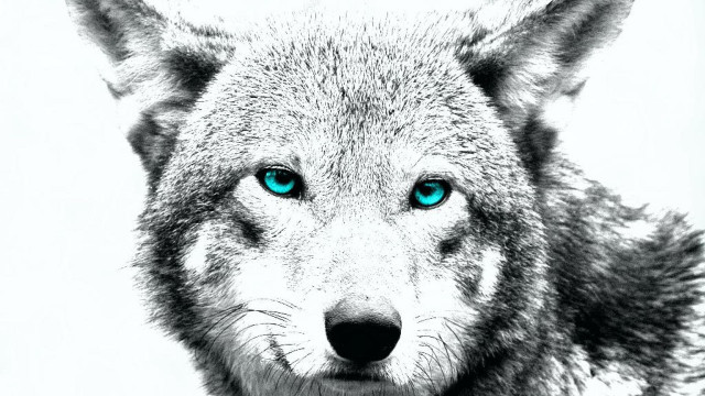 Wolf blue eyes black white free wallpaper for desktop - medium preview image