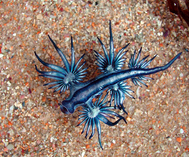 Blue sea slug beach wine free wallpaper for desktop - medium preview image