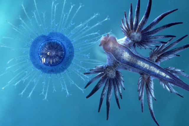 Jellyfish couple swimming ocean water free wallpaper for desktop - medium preview image