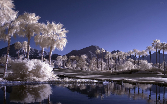 Pond palm trees mountains blue free wallpaper for desktop - medium preview image