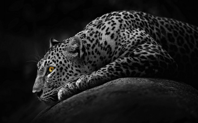 Leopard yellow eyes rock dark free wallpaper for desktop - medium preview image