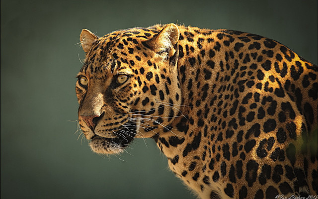 Leopard closeup green black background free wallpaper for desktop - medium preview image