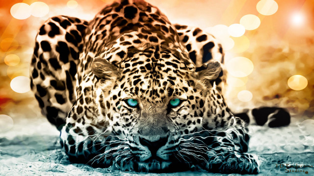 Leopard blue eyes laying head free wallpaper for desktop - medium preview image