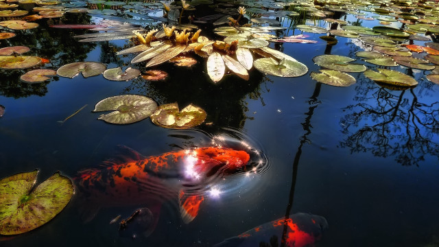 Man boat pond fish lilies free wallpaper for desktop - medium preview image