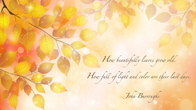 Tree leaves quote harvest fall free wallpaper for desktop - medium preview image